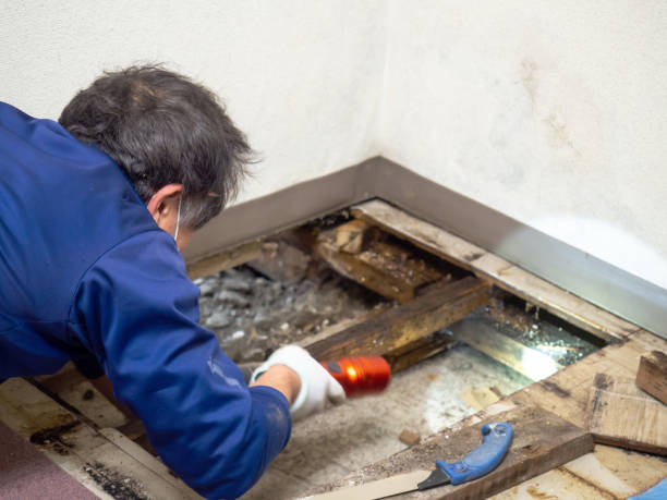 Best Mold Removal Specialists  in Santa Rosa, CA