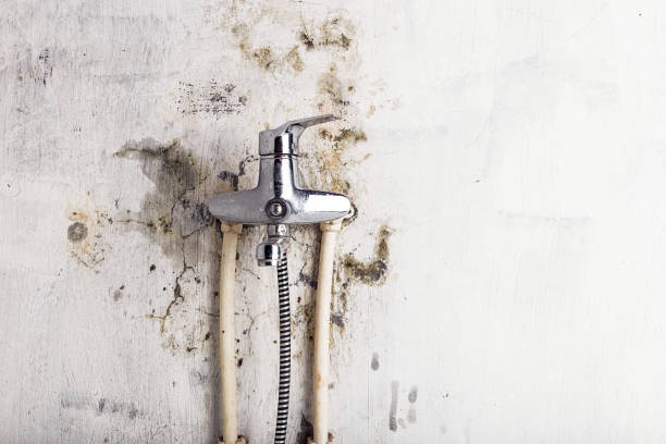 Professional Mold Removal in Santa Rosa, CA
