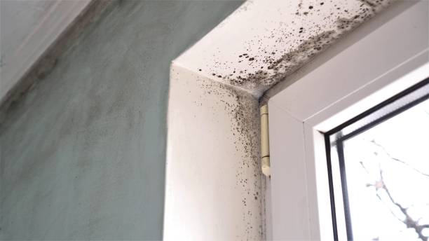 Best Home Mold Removal  in Santa Rosa, CA