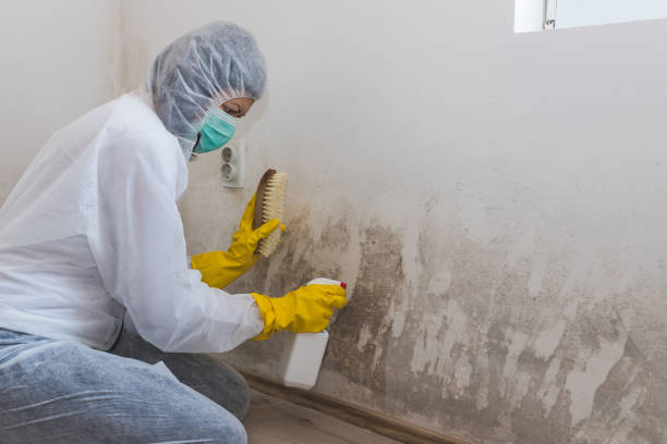 Best Office Mold Removal Services  in Santa Rosa, CA