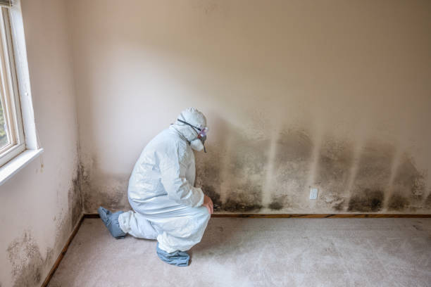 Best Emergency Mold Removal  in Santa Rosa, CA