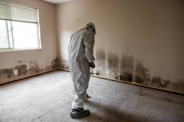 Best Mold Cleaning Services  in Santa Rosa, CA