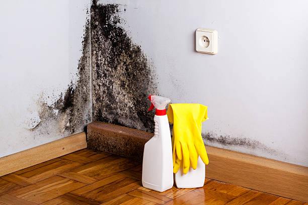 Best Mold Damage Repair  in Santa Rosa, CA