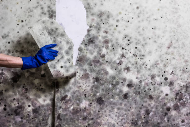Best Crawl Space Mold Removal  in Santa Rosa, CA