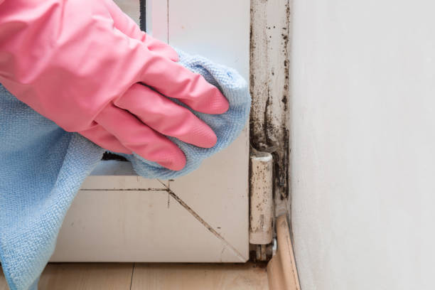 Best Black Mold Removal  in Santa Rosa, CA